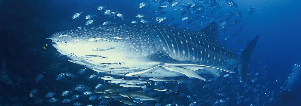 The Shark サメたちの海へ | 鍵井 靖章 |本 | 通販 | Amazon